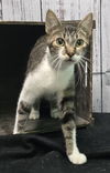 adoptable Cat in , AL named 241323  Julie