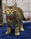 adoptable Cat in , AL named 241124  Mia