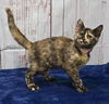 adoptable Cat in , AL named 241124  Letti