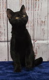 adoptable Cat in Wetumpka, AL named 241124  Roman