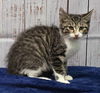 adoptable Cat in Wetumpka, AL named 241814  Jack