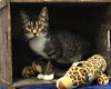 adoptable Cat in Wetumpka, AL named 241314  Grace