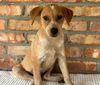 adoptable Dog in , AL named 241398  Cherry