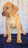 adoptable Dog in  named 241308  Odgar