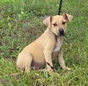 adoptable Dog in  named 241437  Renee