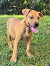 adoptable Dog in Wetumpka, AL named 241437  Tammy