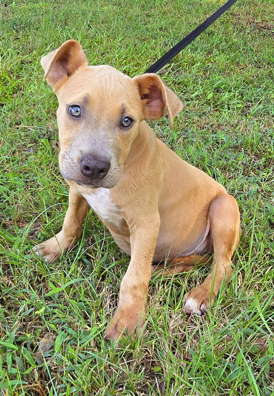 adoptable Dog in Wetumpka, AL named 241437  Tony