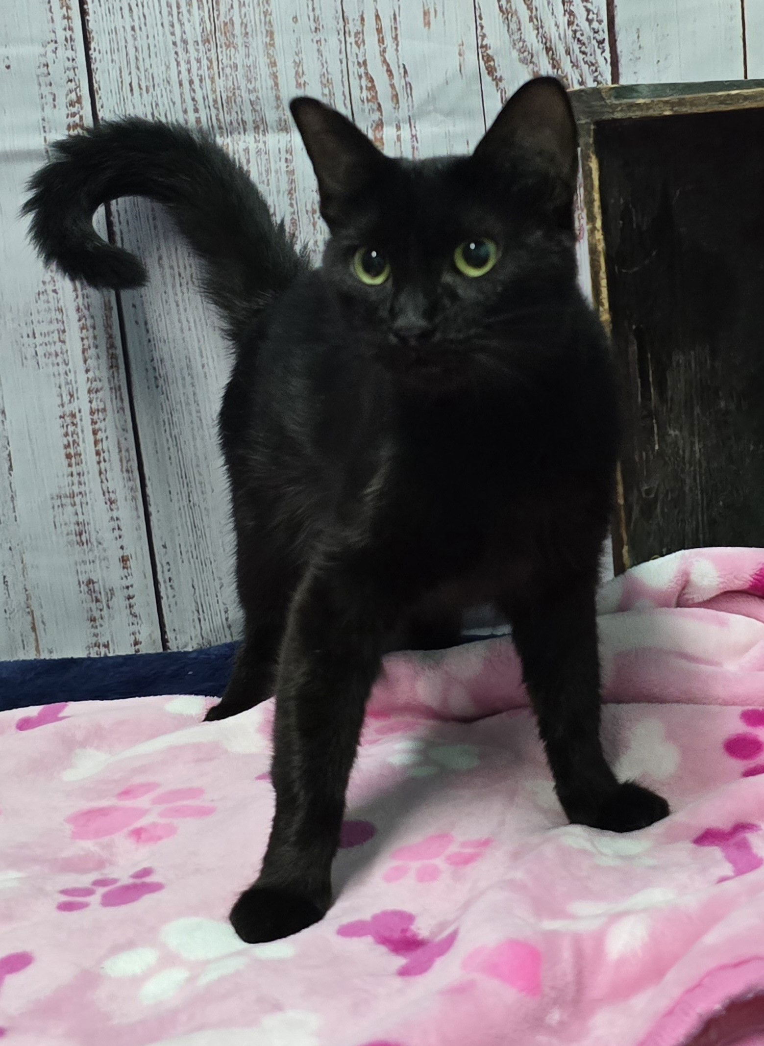 adoptable Cat in Wetumpka, AL named 241360  Madame Beans