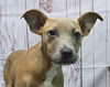 adoptable Dog in  named 241259  Maggie