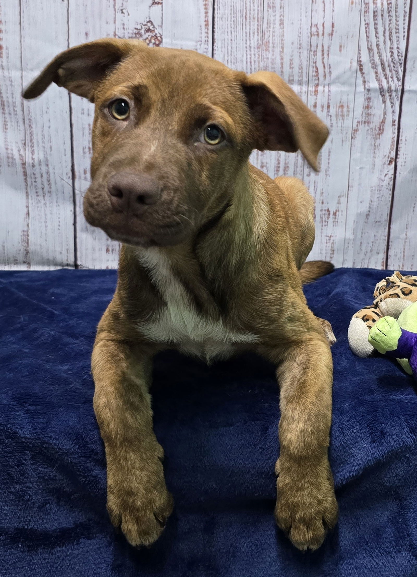 adoptable Dog in Wetumpka, AL named 241288  Negan