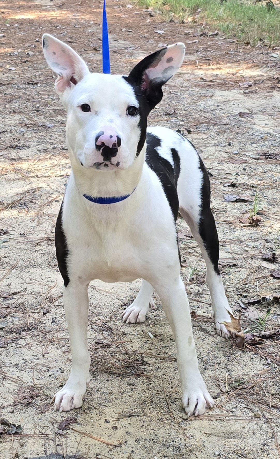 adoptable Dog in Wetumpka, AL named 241309  Jimbo