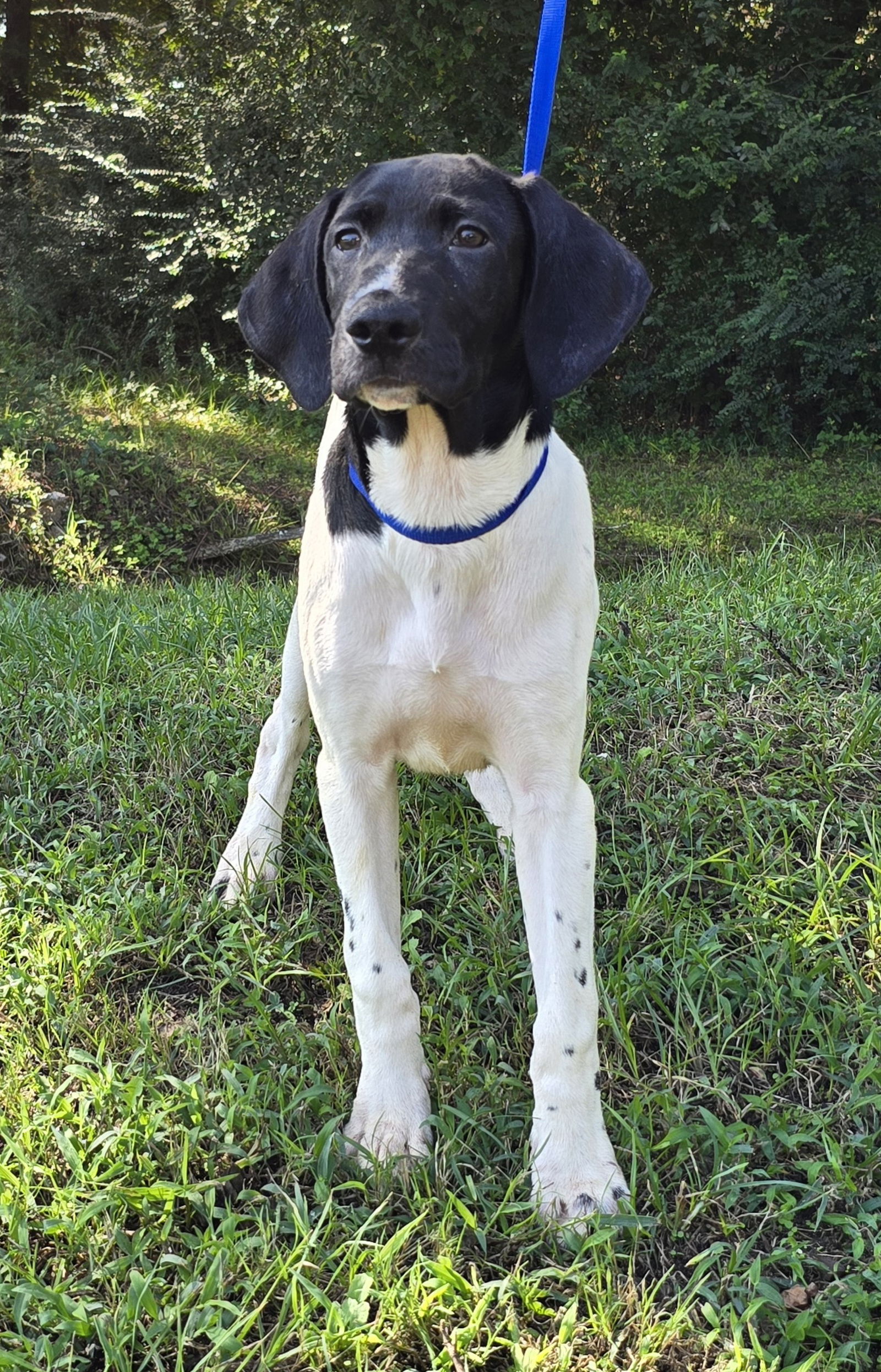 adoptable Dog in Wetumpka, AL named 241349  Asher