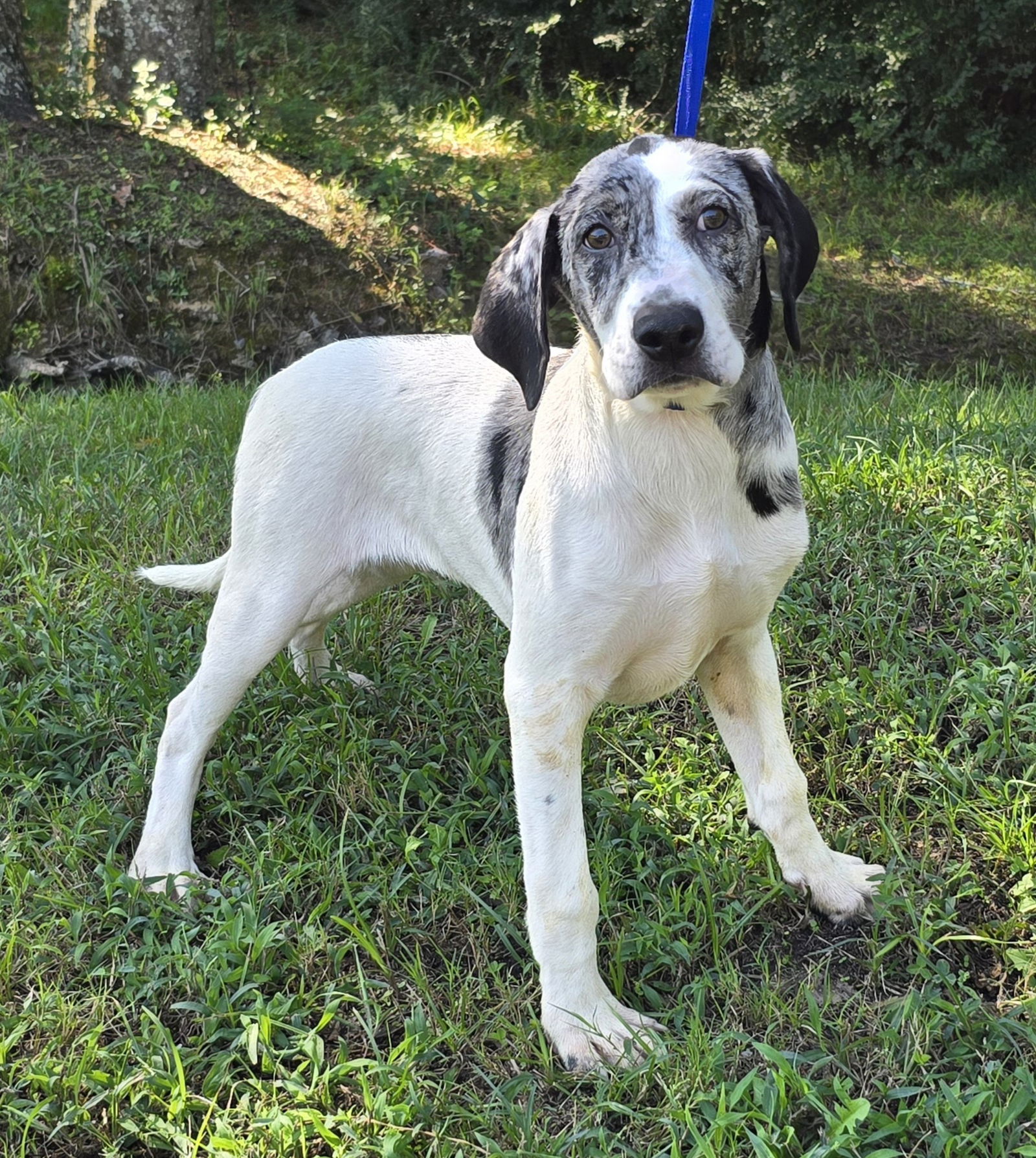 adoptable Dog in Wetumpka, AL named 241349  Ayden