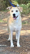 adoptable Dog in  named 241363  JoJo