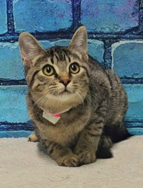 picture of the cat needing adoption