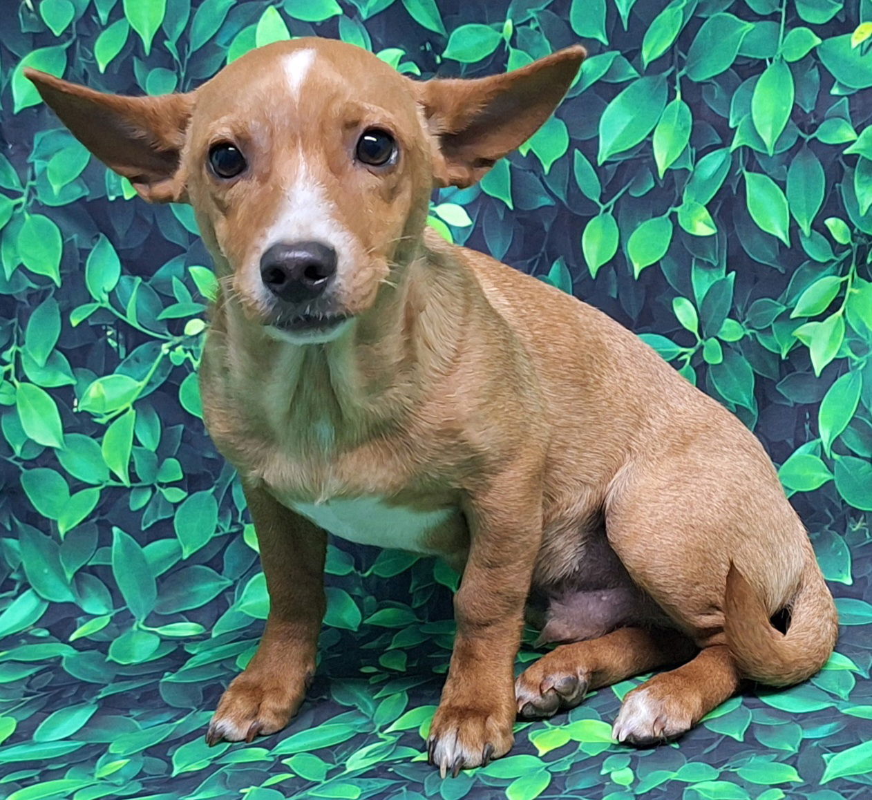 adoptable Dog in Wetumpka, AL named 241993 Benny