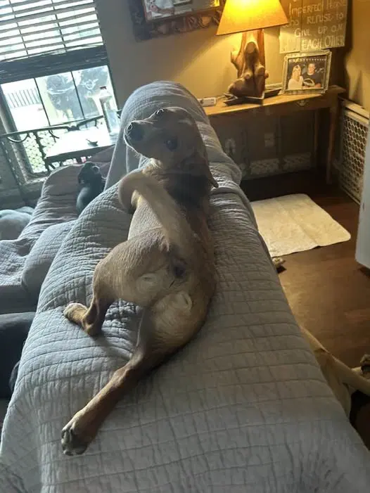 Benny image 4