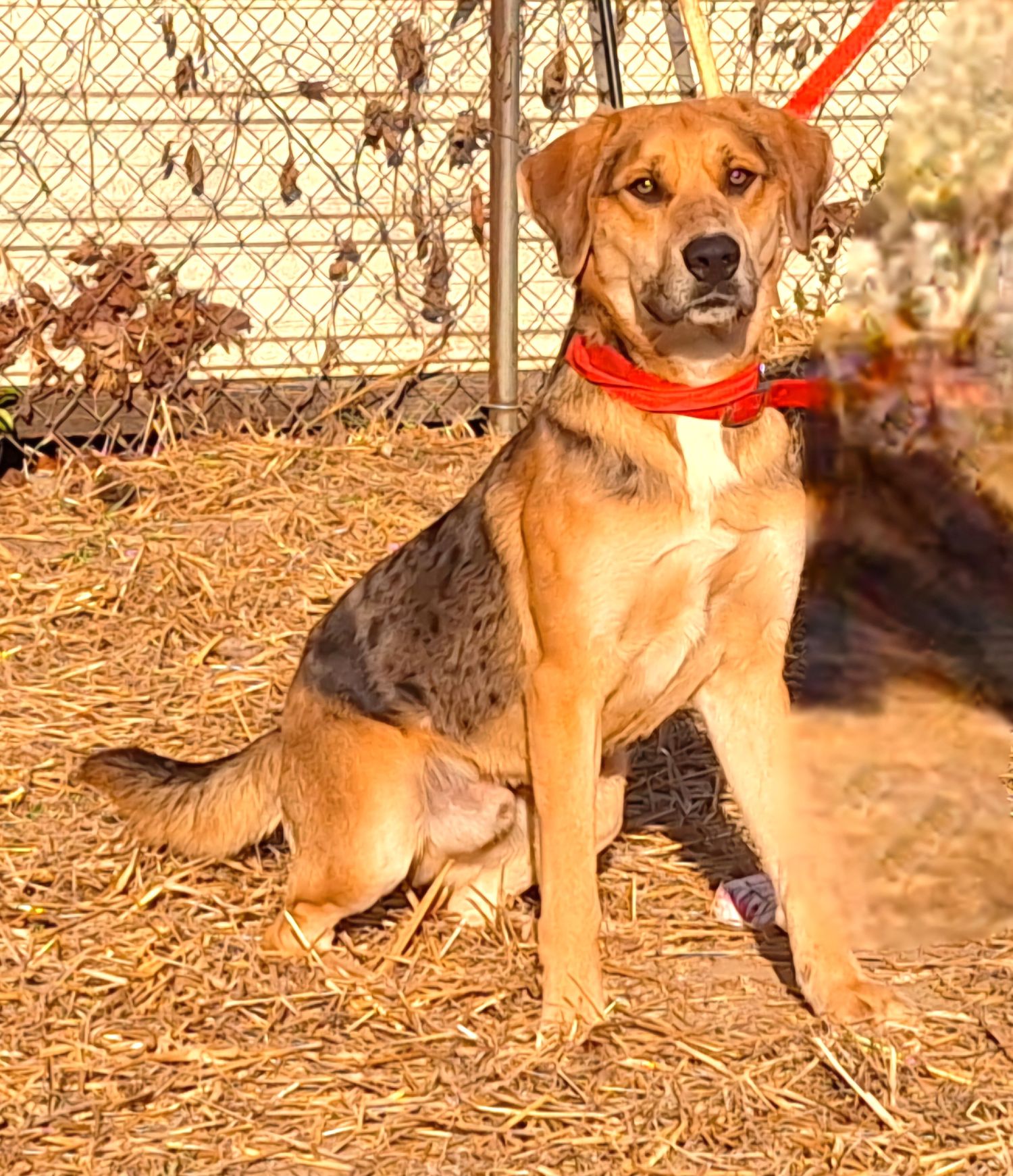 adoptable Dog in Wetumpka, AL named 250121 Toto