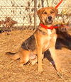 adoptable Dog in  named 250121  Toto