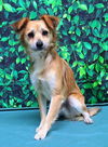 adoptable Dog in , AL named 251031 Rollo