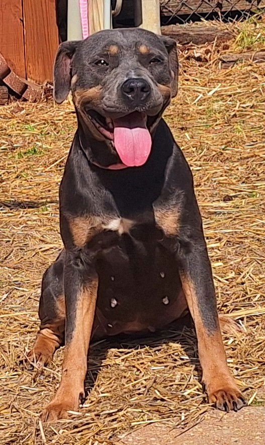 adoptable Dog in Wetumpka, AL named 250173  Nyx