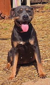 adoptable Dog in , AL named 250173  Nyx