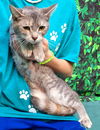 adoptable Cat in Wetumpka, AL named 250556 Memphis