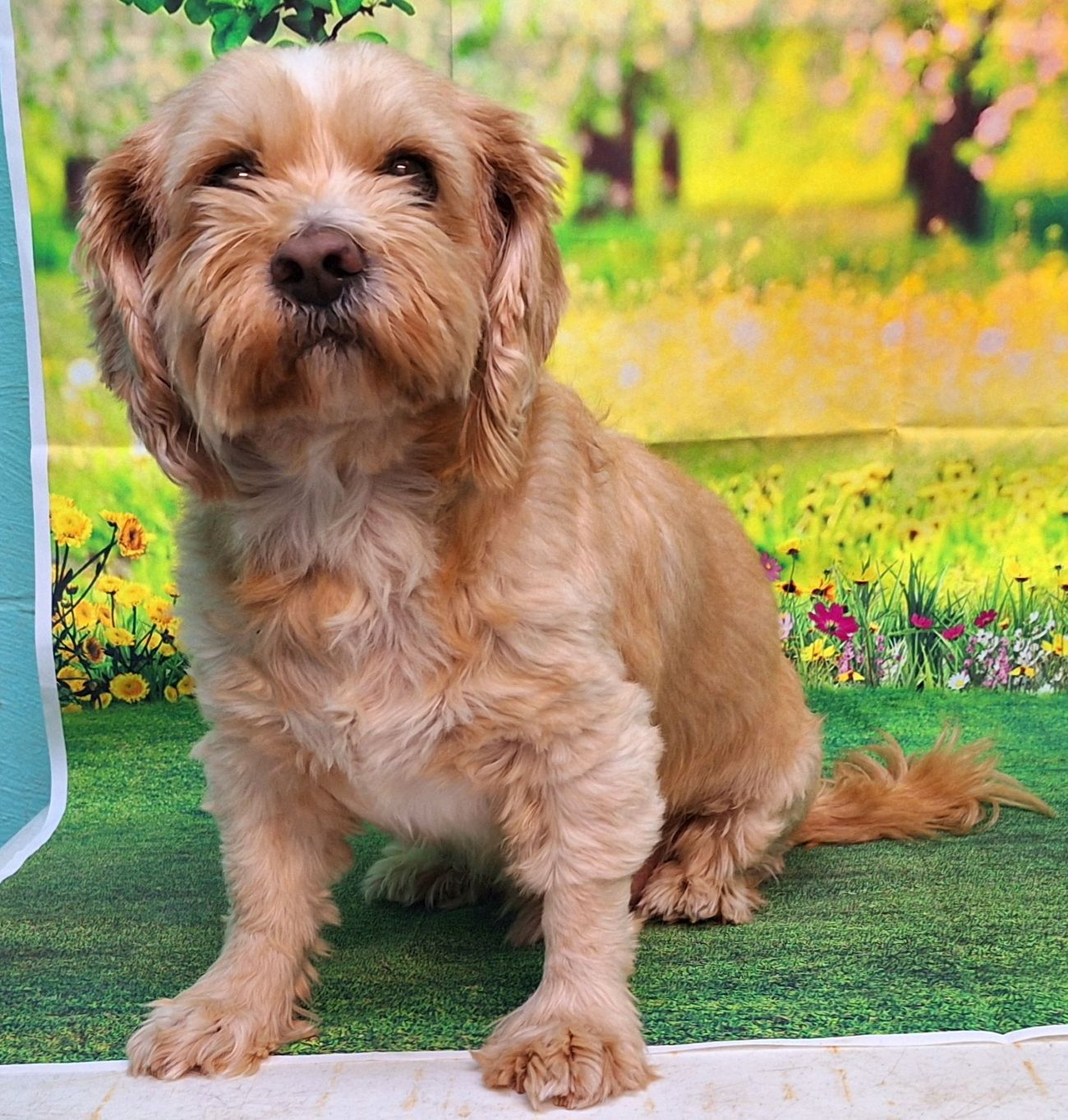 adoptable Dog in Wetumpka, AL named 250415 Rambo & Gorilla