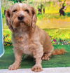 adoptable Dog in Wetumpka, AL named 250415  Rambo & Gorilla