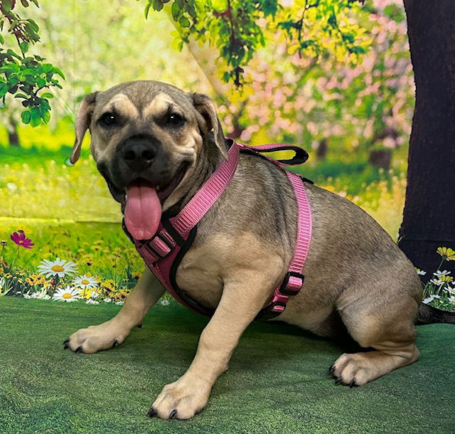 adoptable Dog in Wetumpka, AL named 250219  Saki