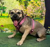 adoptable Dog in  named 250219  Saki