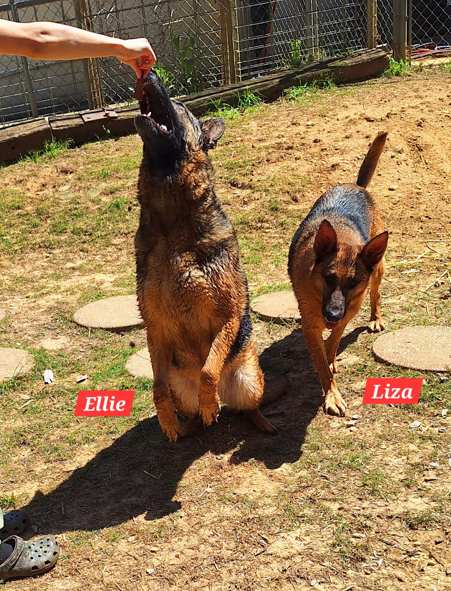 adoptable Dog in Wetumpka, AL named 250362 Ellie & Liza