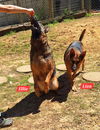 adoptable Dog in  named 250362  Ellie & Liza