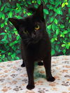adoptable Cat in Wetumpka, AL named 250420  Mavin