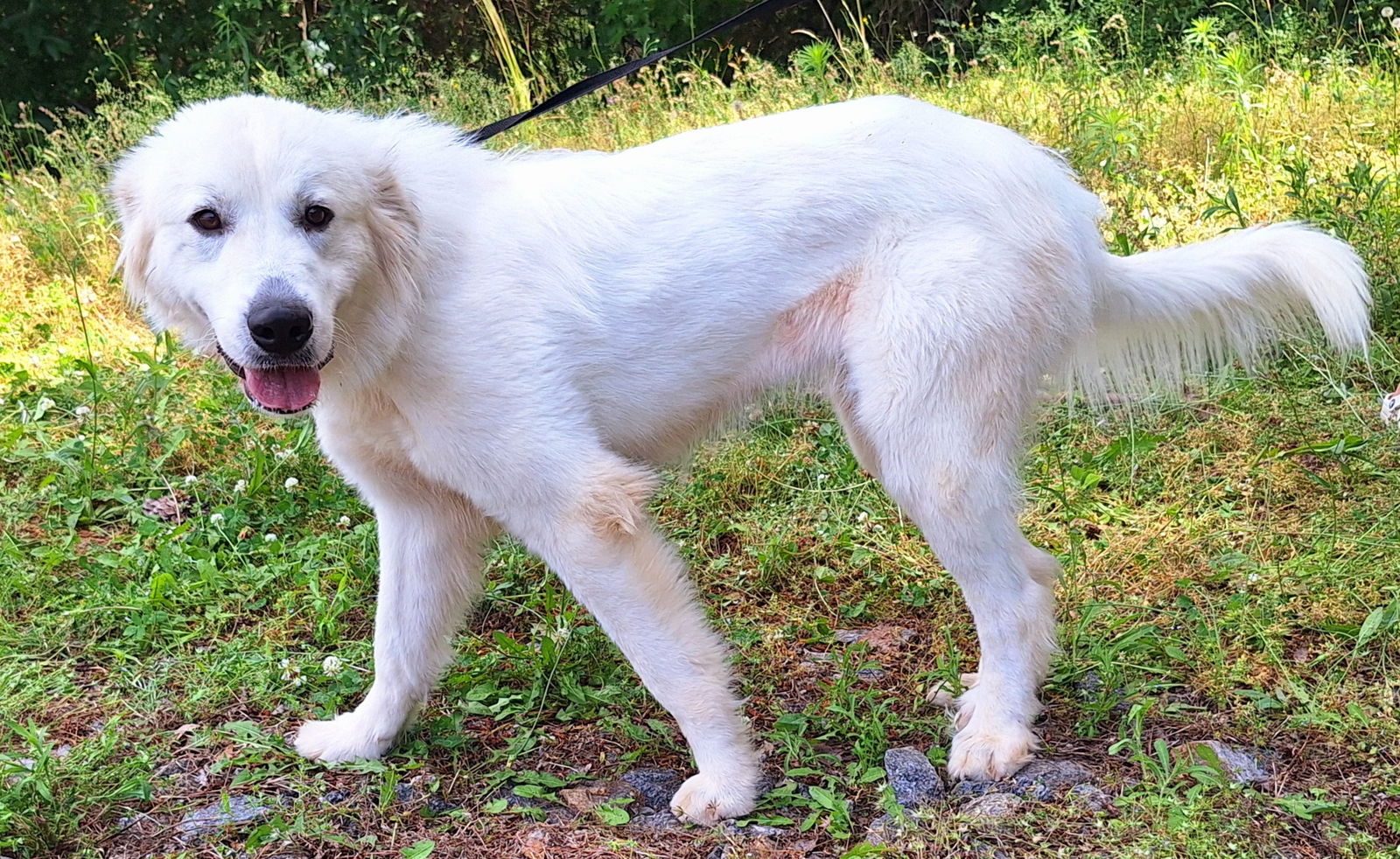 adoptable Dog in Wetumpka, AL named 250762 Prudence