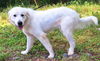 adoptable Dog in wetumpka, AL named 250762  Prudence