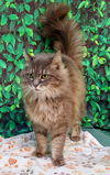 adoptable Cat in  named 250355  Maybelle