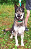adoptable Dog in Wetumpka, AL named 250464  Harley