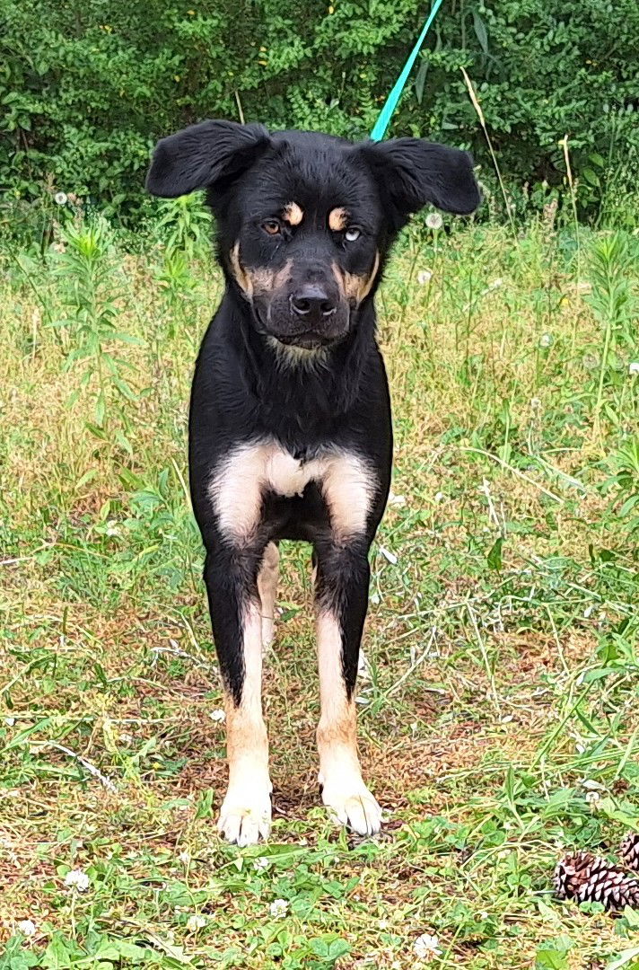 adoptable Dog in Wetumpka, AL named 250507 Sheeva
