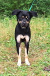 adoptable Dog in  named 250507  Sheeva