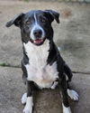 adoptable Dog in wetumpka, AL named GIANNA