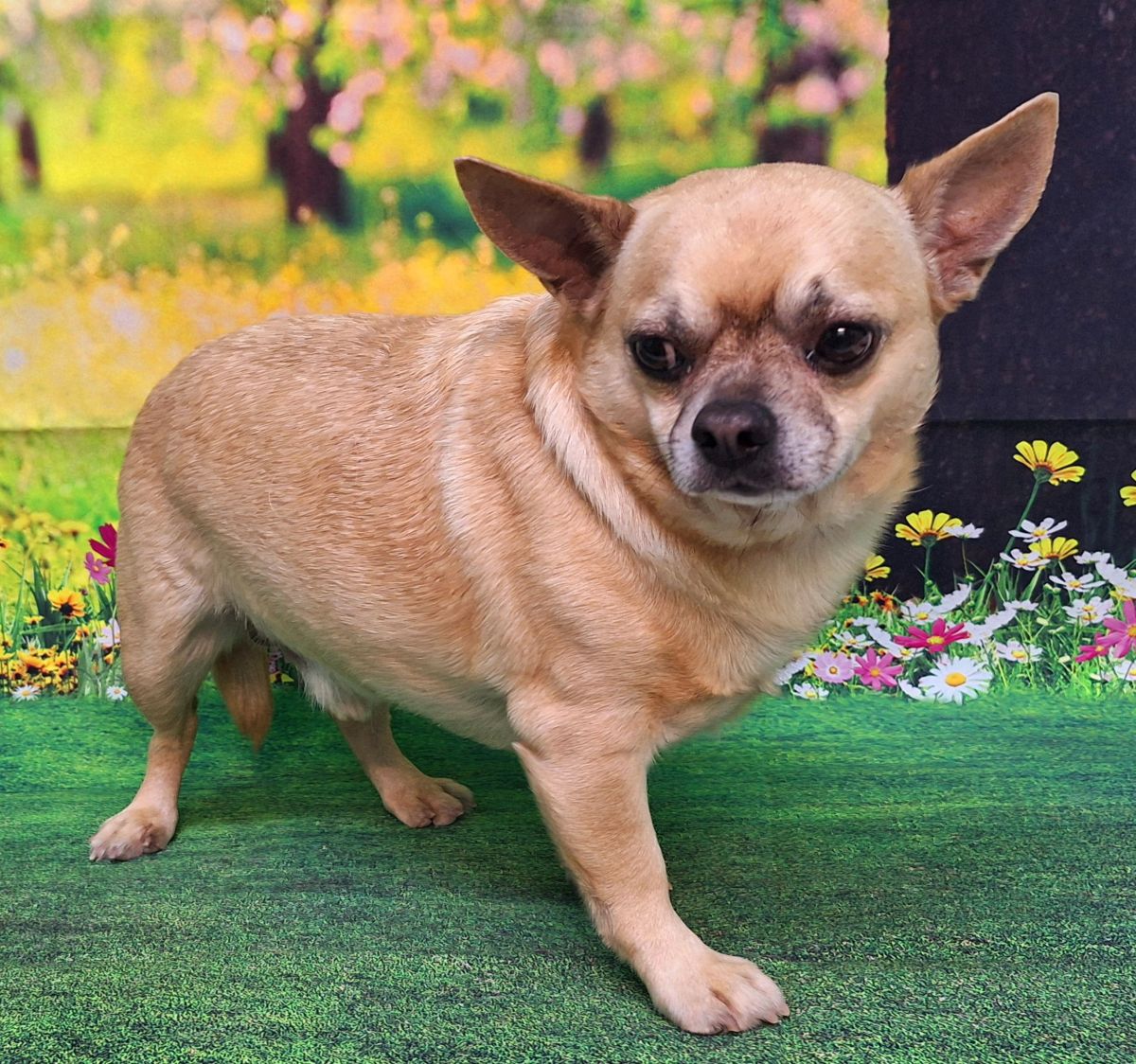 adoptable Dog in Wetumpka, AL named 250415 Gorilla & Rambo