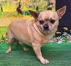 adoptable Dog in Wetumpka, AL named 250415  Gorilla & Rambo