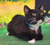 adoptable Cat in wetumpka, AL named 250579  Hiccup