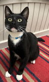 adoptable Cat in Wetumpka, AL named 250759  Hiccup