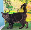 adoptable Cat in wetumpka, AL named 250582  Phil