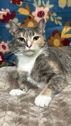 251488 Coco Mimsy