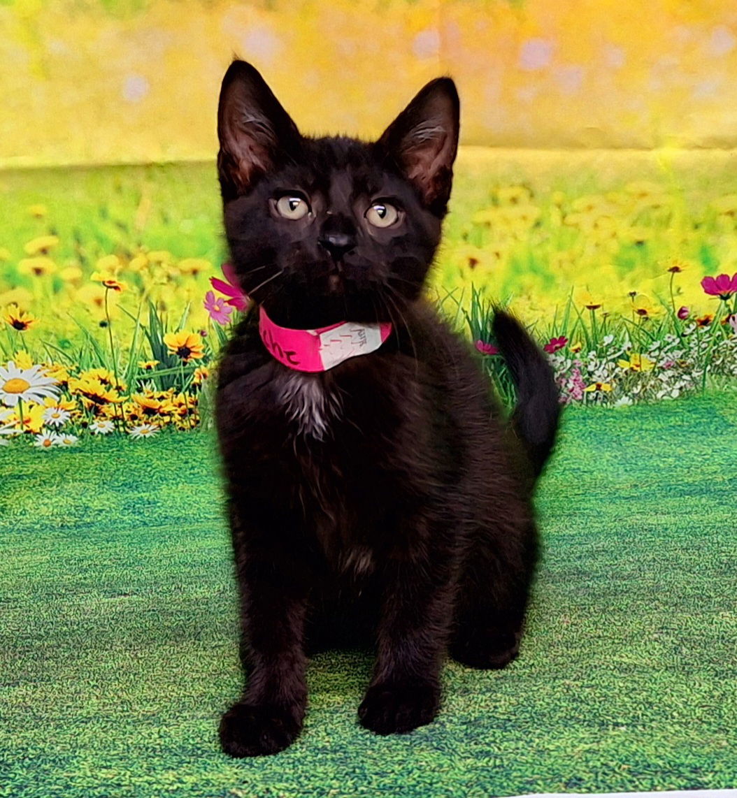 adoptable Cat in Wetumpka, AL named 250579 Brioche