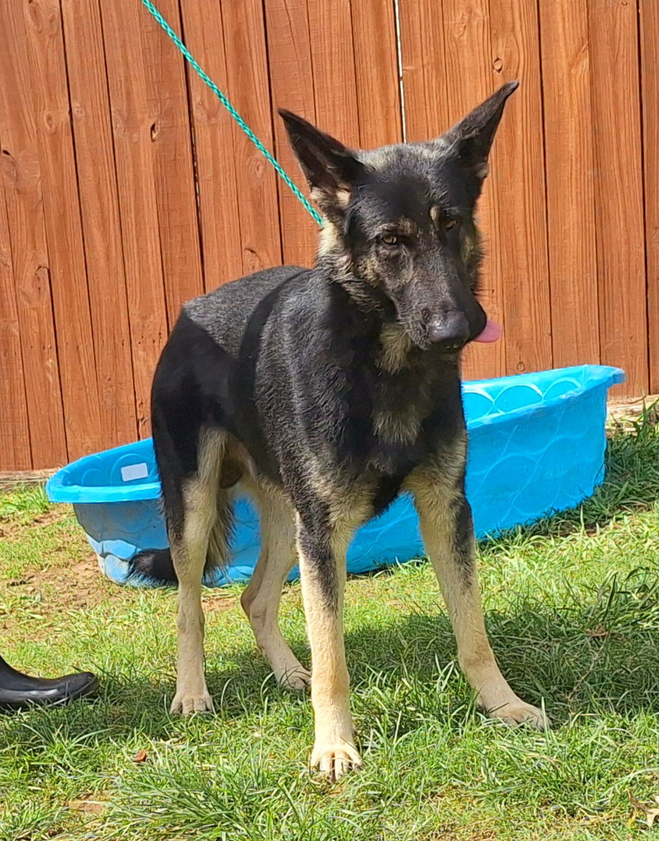 adoptable Dog in Wetumpka, AL named 251065 Wallen