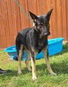 adoptable Dog in wetumpka, AL named 251065 Wallen